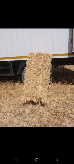 Samon pres 1.10 m 100 dona bor