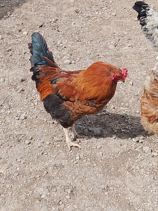 Брама тауыққа обмен