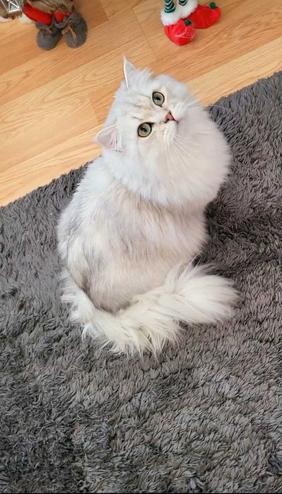 British longhair enervant de lipicios cu pedigree