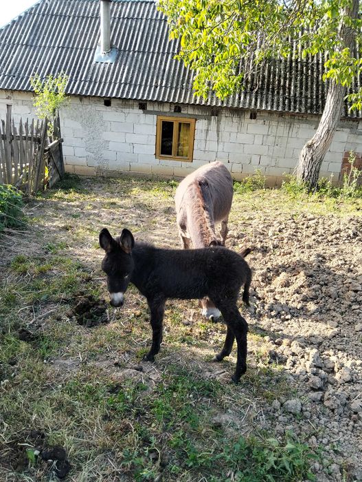 Vând măgărițe 3000 lei bucata tinere ff frumoase și cuminți atașate de om obișnuite cu oile