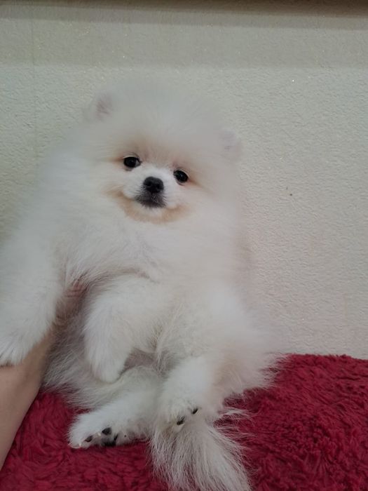 Красивые  шпицы мишки