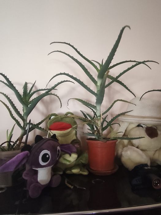 Цветы алоэ продается