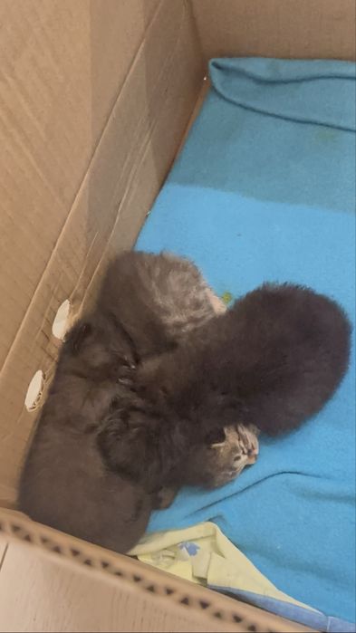 Котята 2 мальчика и 1 девочка