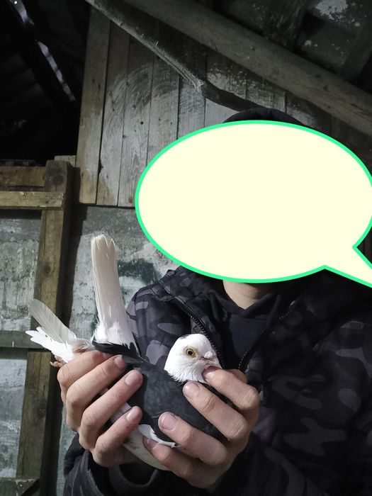 Jucatori de vânzare