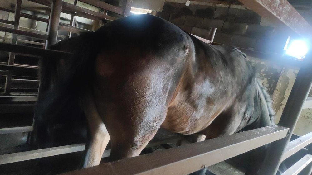 Байтал на откорме