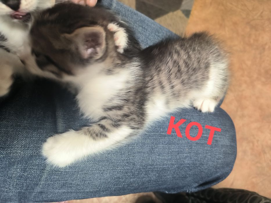 Отдам котят бесплатно