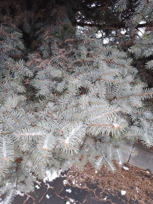 Ель голубая. Взрослая