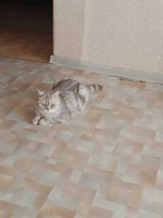 Кошечка ищет домик