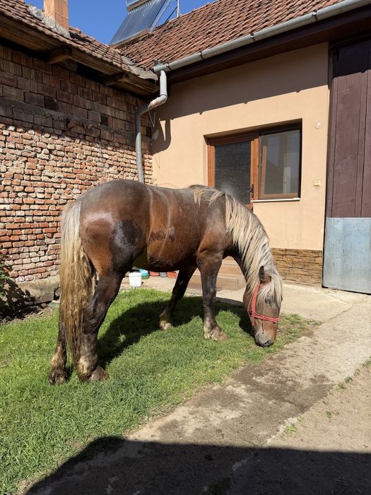 Manz de 1.9 luni
