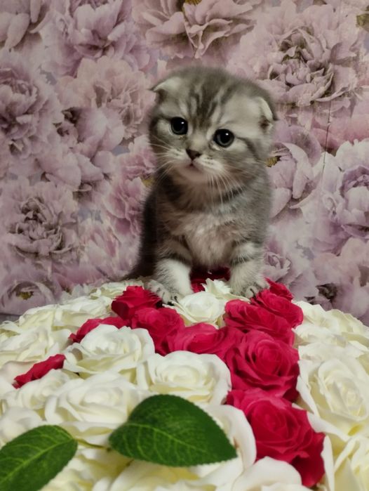 Продам котенка шотладца