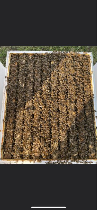 Vând miere de albine