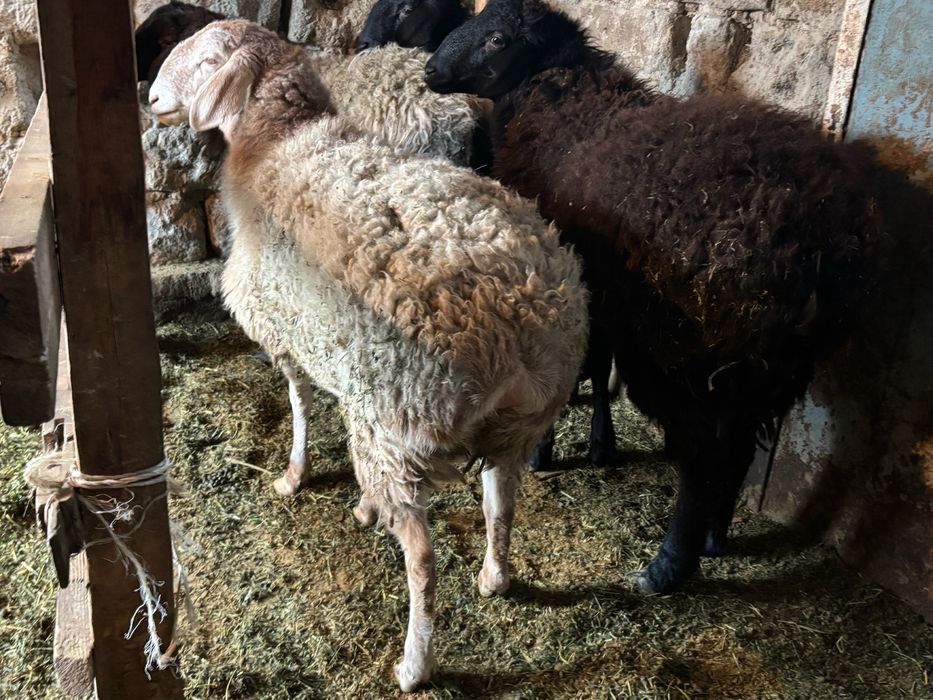 Домашние барашки