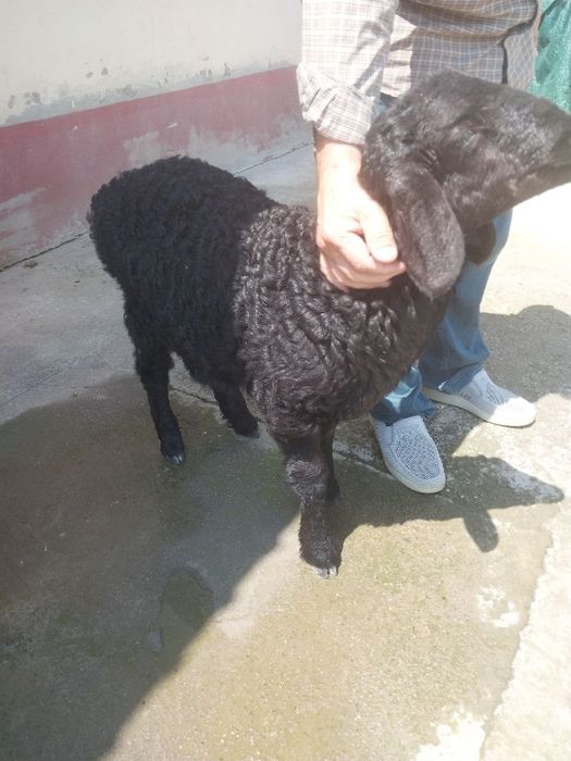 Quzichoqlar sotiladi