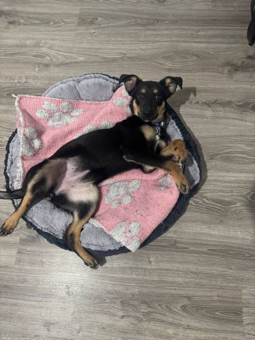 Собачка ищет дом!