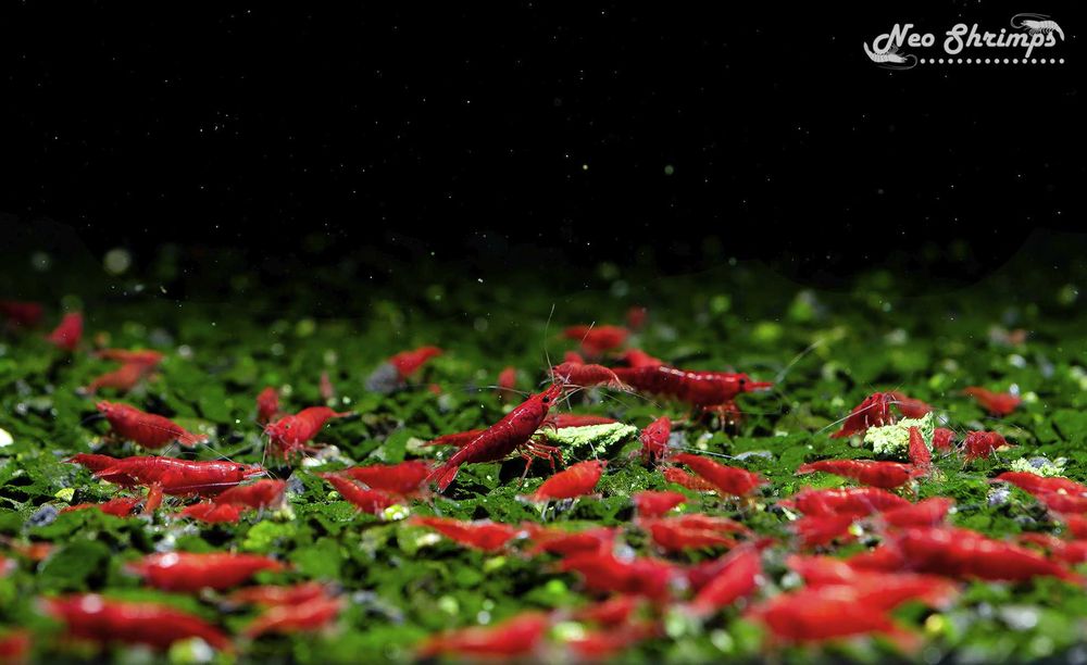 Аквариумни Скариди Bloody Mary