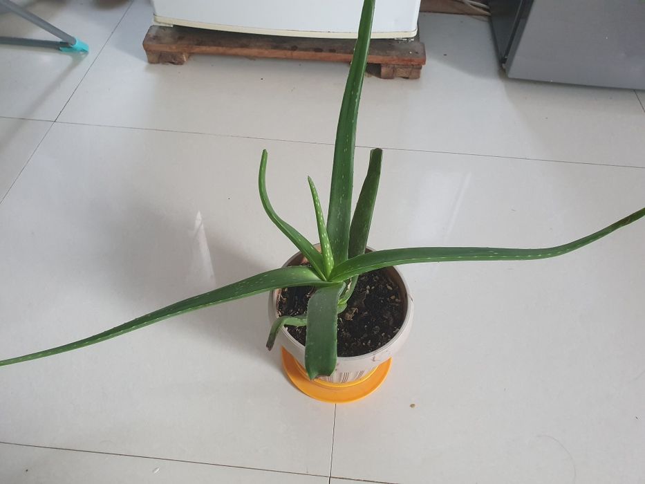 Алоэ лечебный продам