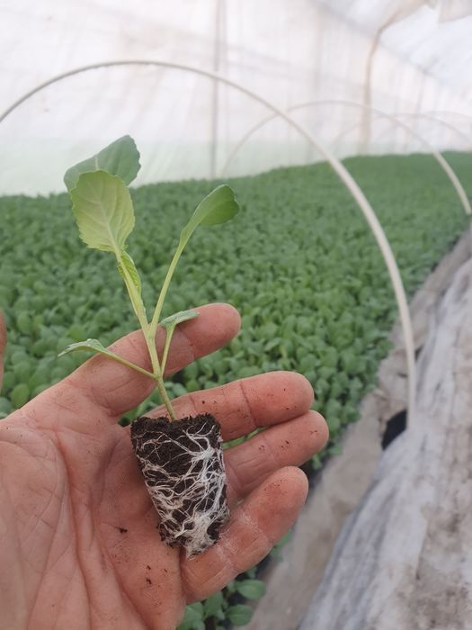 Rasad Varza Victoria F1