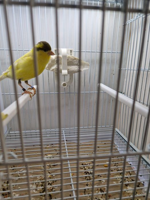 De vânzare canari