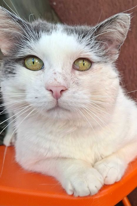 Adoptie pisica motan alb curte