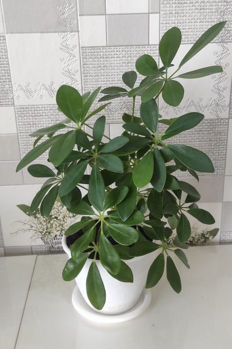 Продам комнатные цветы.