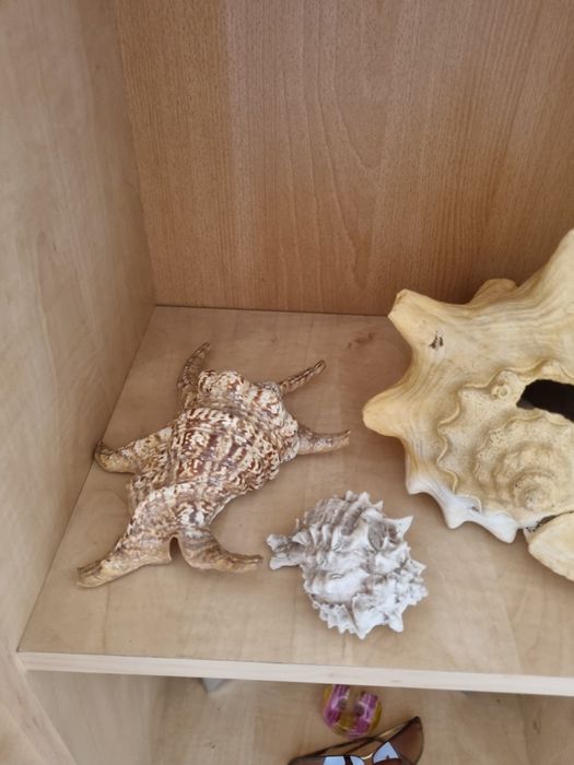 Vand diferite scoici