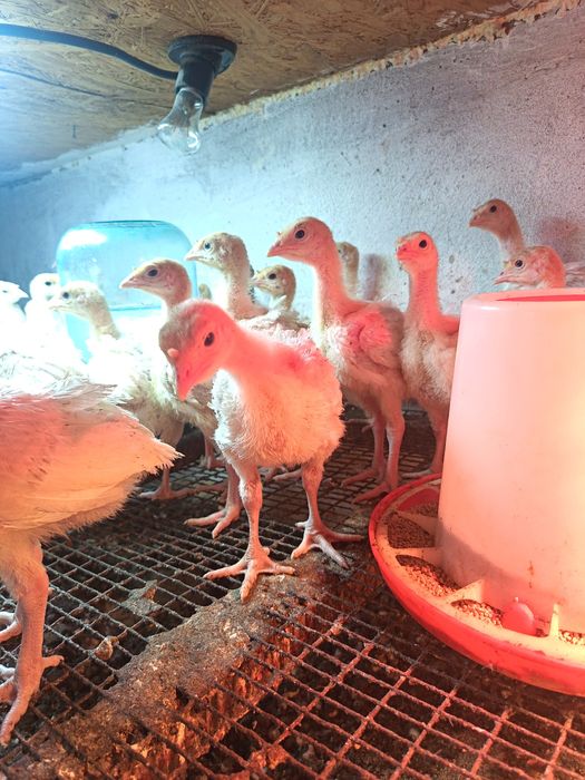 Индюша броллерные