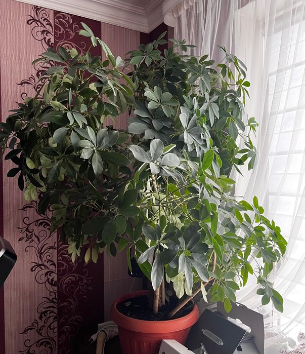 Цветок  Шеффлера 140см