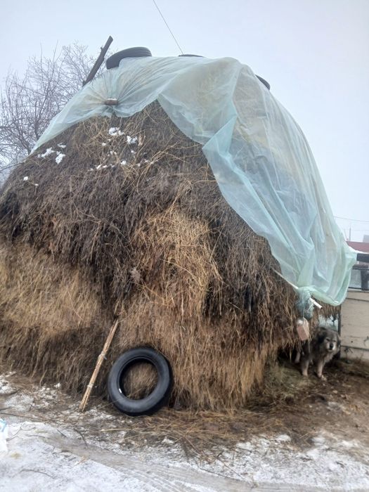 Vand fân pentru aninale