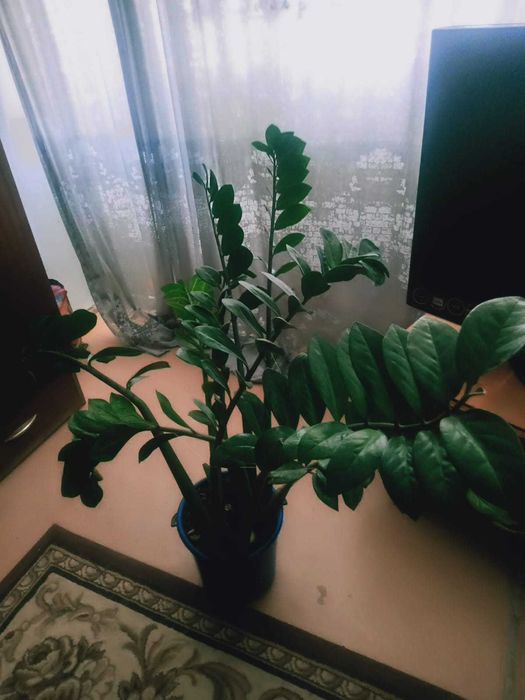 Комнатные цветы. Можно в офисы