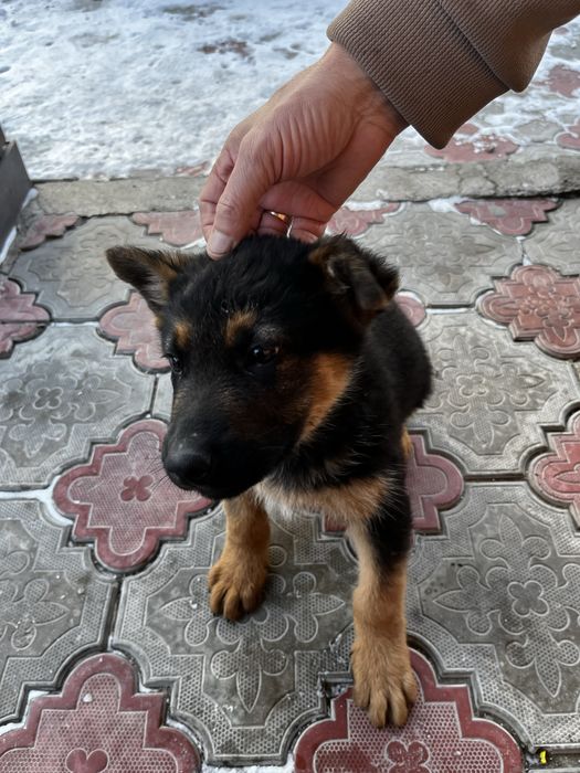 немецкий овчарка