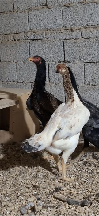 Дакан тухимлари сотилади 14-дона бор