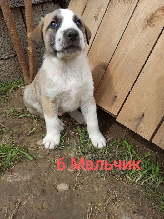 Щенки в ответственные руки!