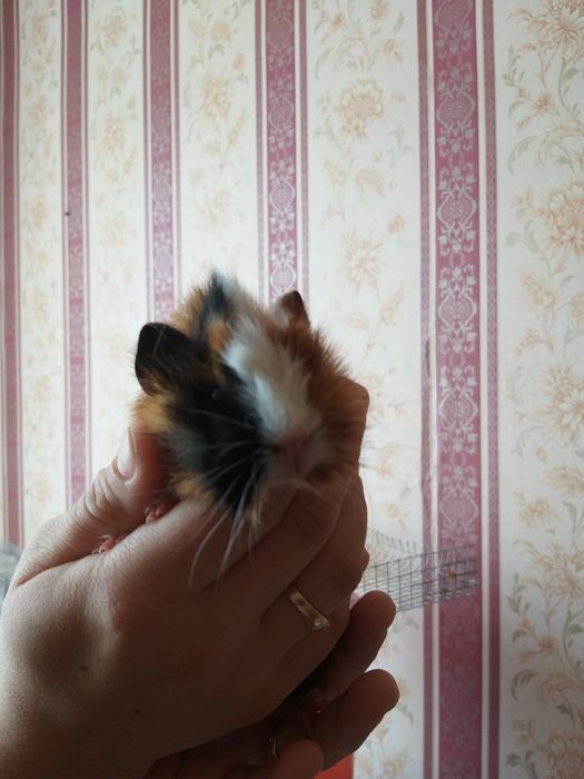 Морские свинки резетчатые