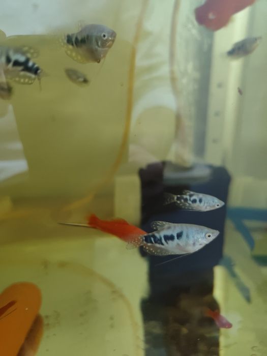 Продам аквариумных рыб гурами