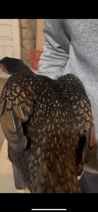 3 ta makion bor dakan zoti toza kares