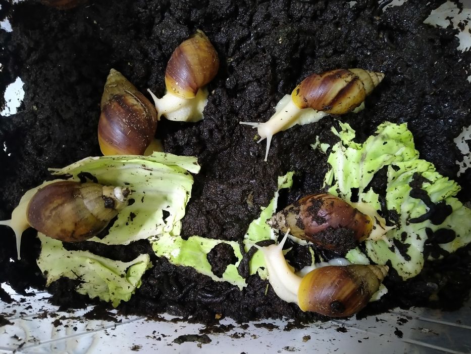 Продам улиток Ахатины