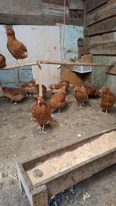 Продам курей ломан браун