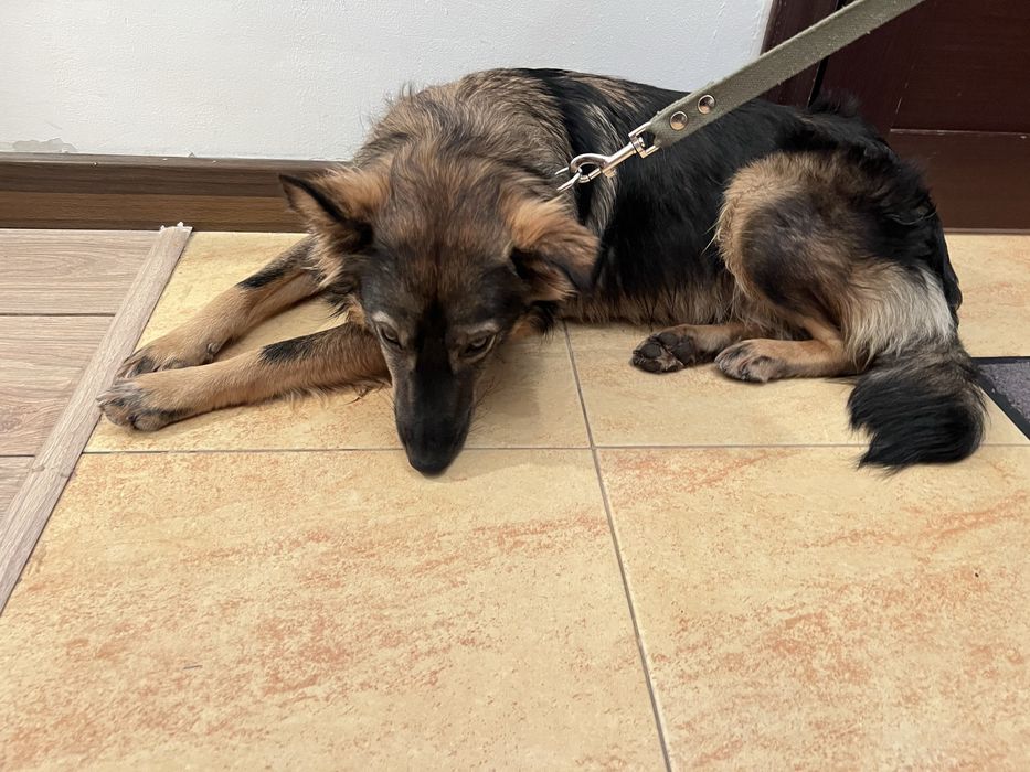 Найдена черно-рыжая собака