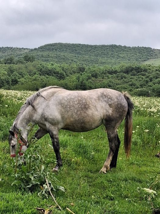 Am Iapa de vânzare