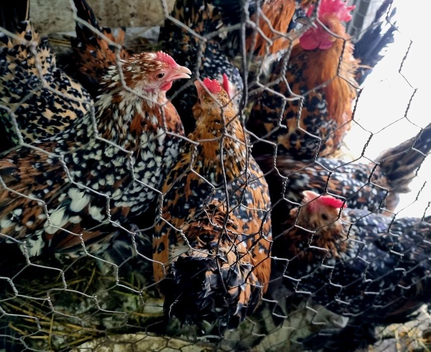 Ouă de găini rasa mii de flori