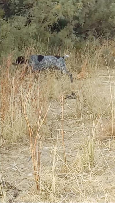 Курцхаар курцхаар