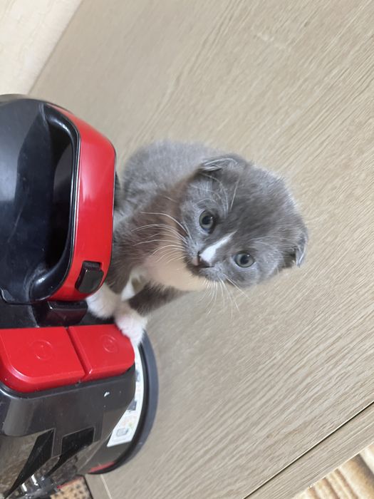 Продам котят британцы 10000