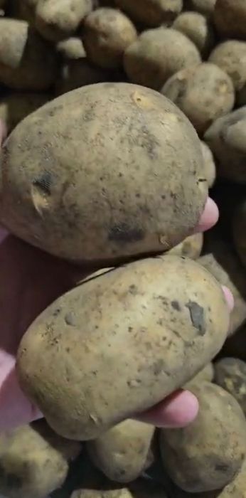Продам картофель оптом