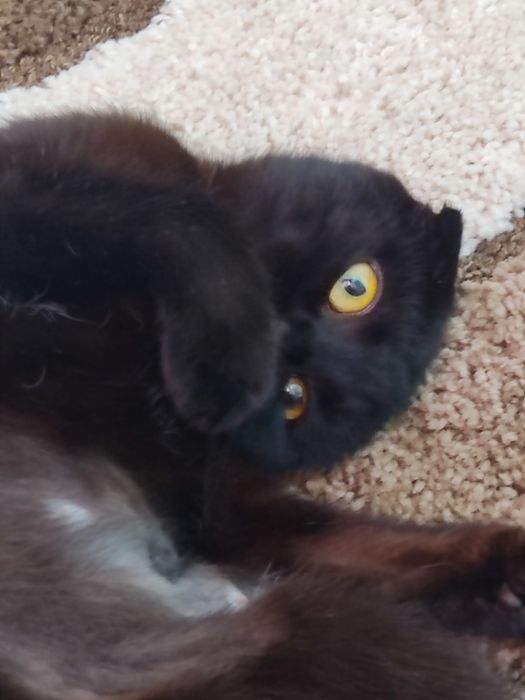 потерялась кошечка!!!