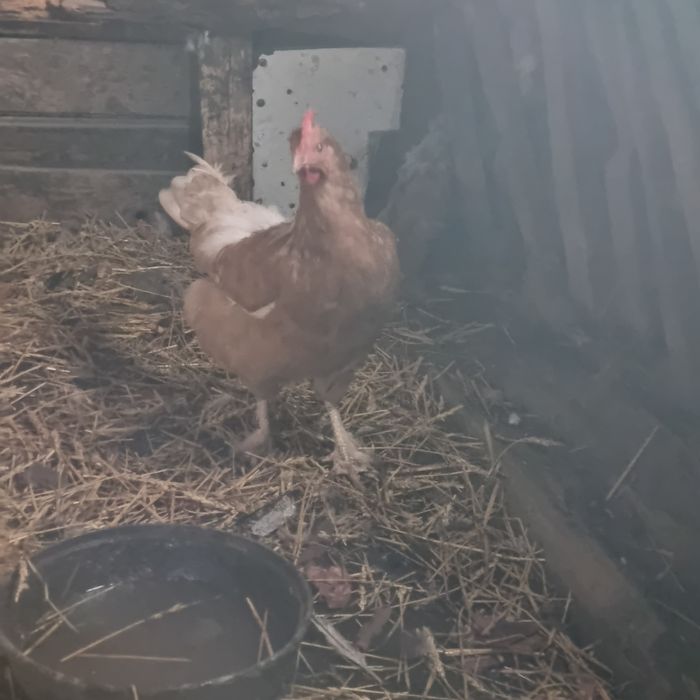 Продам курей породы.