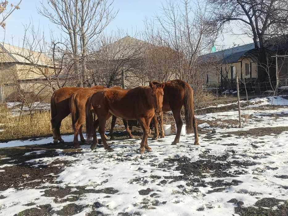 Биелер екі үш туған