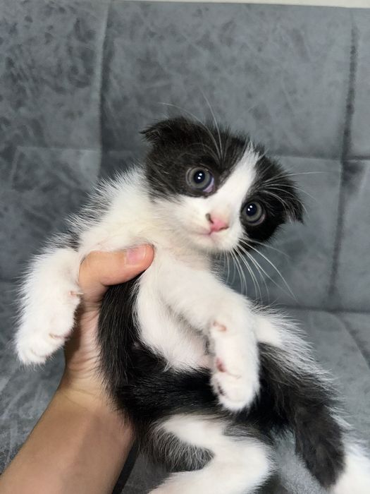 котятам чуть больше месяца