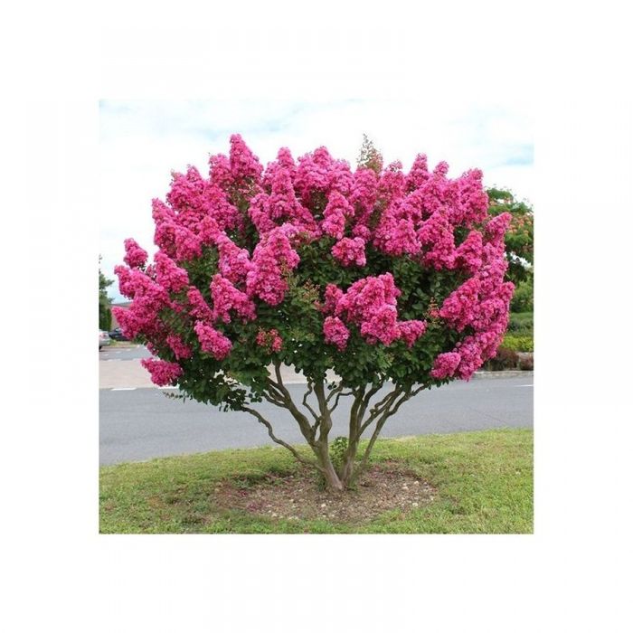 Liliac Indian Pomisor -Pink Roz