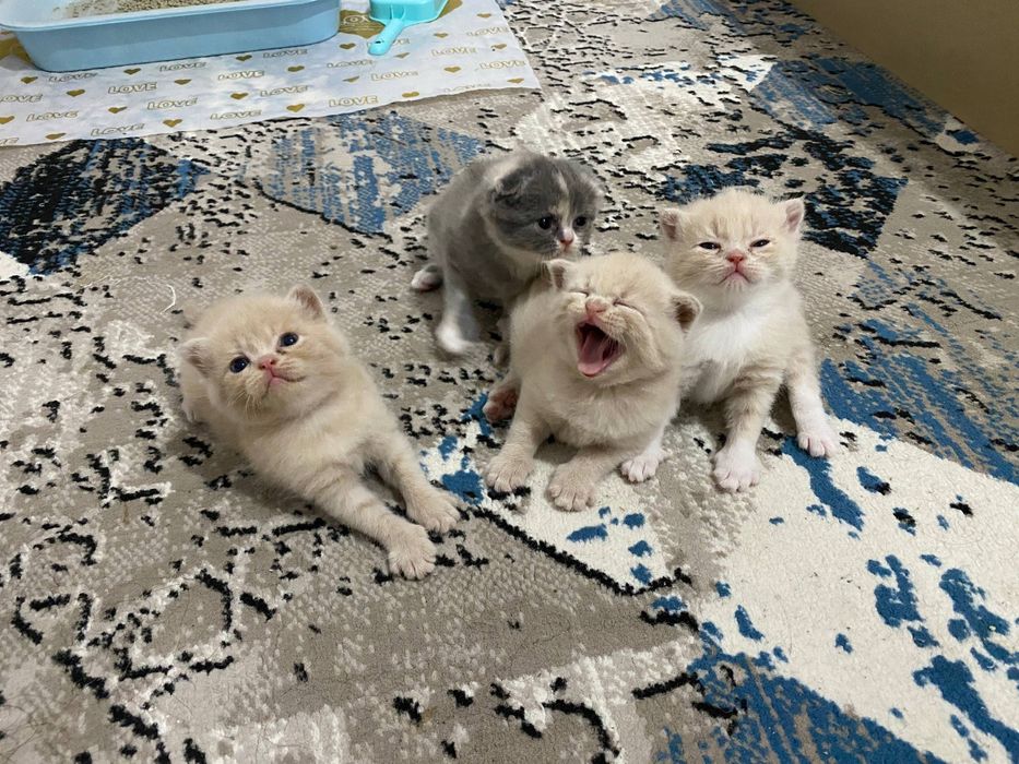 Скотич фолд мушукчалари сотилади!!