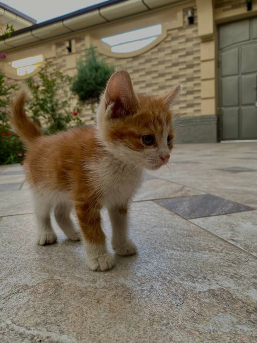 Отдам котят бесплатно